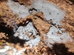 Byssocorticium atrovirens