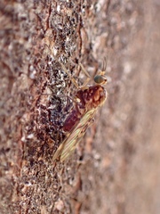 Sylvicola