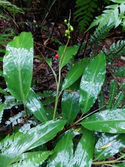 Alpinia intermedia