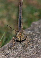 Caligo brasiliensis