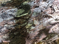 Byssocorticium atrovirens