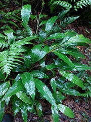 Alpinia intermedia