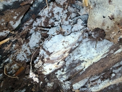 Byssocorticium atrovirens