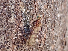 Sylvicola