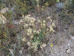 Lepidium montanum
