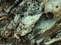 Byssocorticium atrovirens