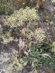Lepidium montanum