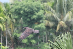 Ictinaetus malaiensis