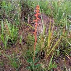 Sinningia allagophylla