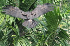 Ictinaetus malaiensis
