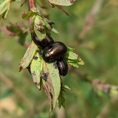 Chrysolina hyperici