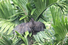 Ictinaetus malaiensis