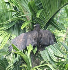 Ictinaetus malaiensis