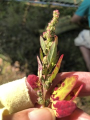 Norvellina chenopodii