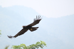 Ictinaetus malaiensis