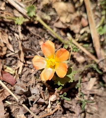 Modiolastrum malvifolium