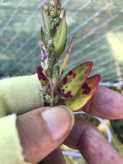 Norvellina chenopodii