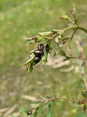 Chrysolina hyperici