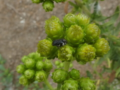 Clastoptera lineatocollis