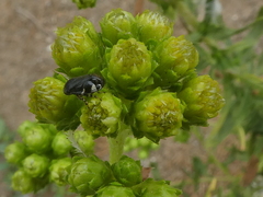 Clastoptera lineatocollis