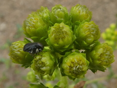 Clastoptera lineatocollis