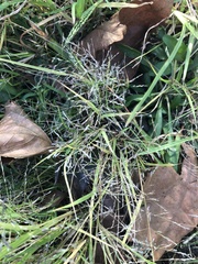 Eragrostis pectinacea