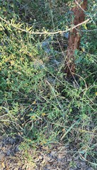 Wedelia hispida