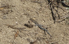 Aspidoscelis hyperythrus