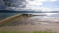 Hyporhamphus ihi