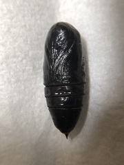 Spodoptera latifascia