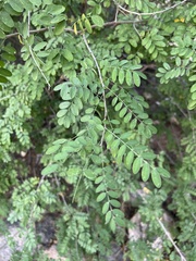 Coursetia glandulosa