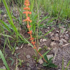 Sinningia allagophylla