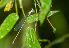 Pericnemis
