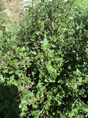 Chenopodium robertianum