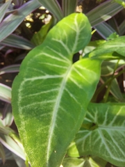 Syngonium