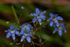 Hemerocallidoideae