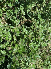 Chenopodium robertianum