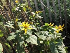 Heliopsis helianthoides