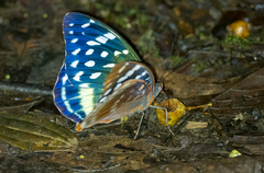 Lexias satrapes
