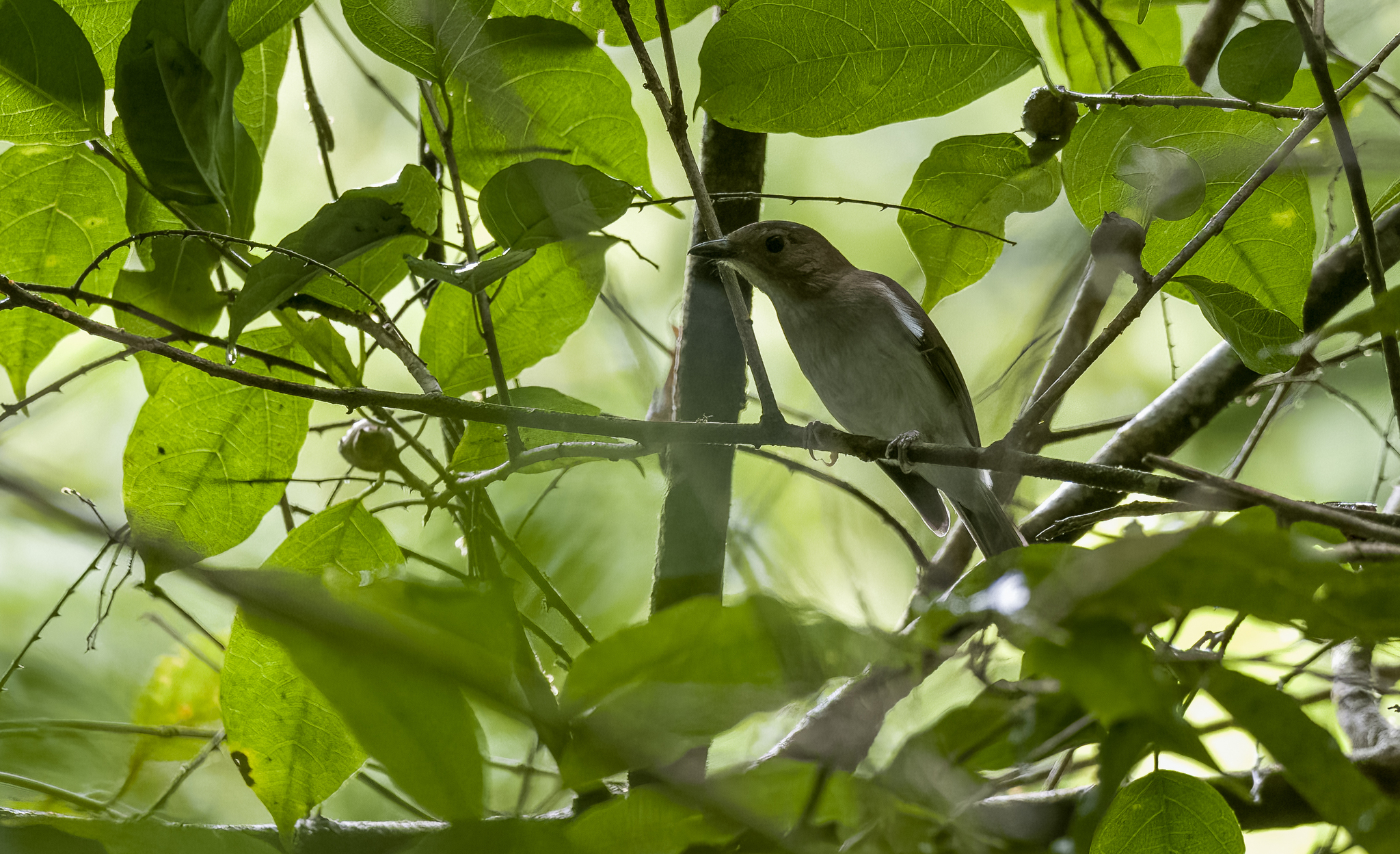 White-vented Whistler (Pachycephala homeyeri), photo 3