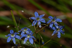 Hemerocallidoideae
