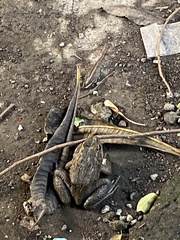 Hoplobatrachus tigerinus