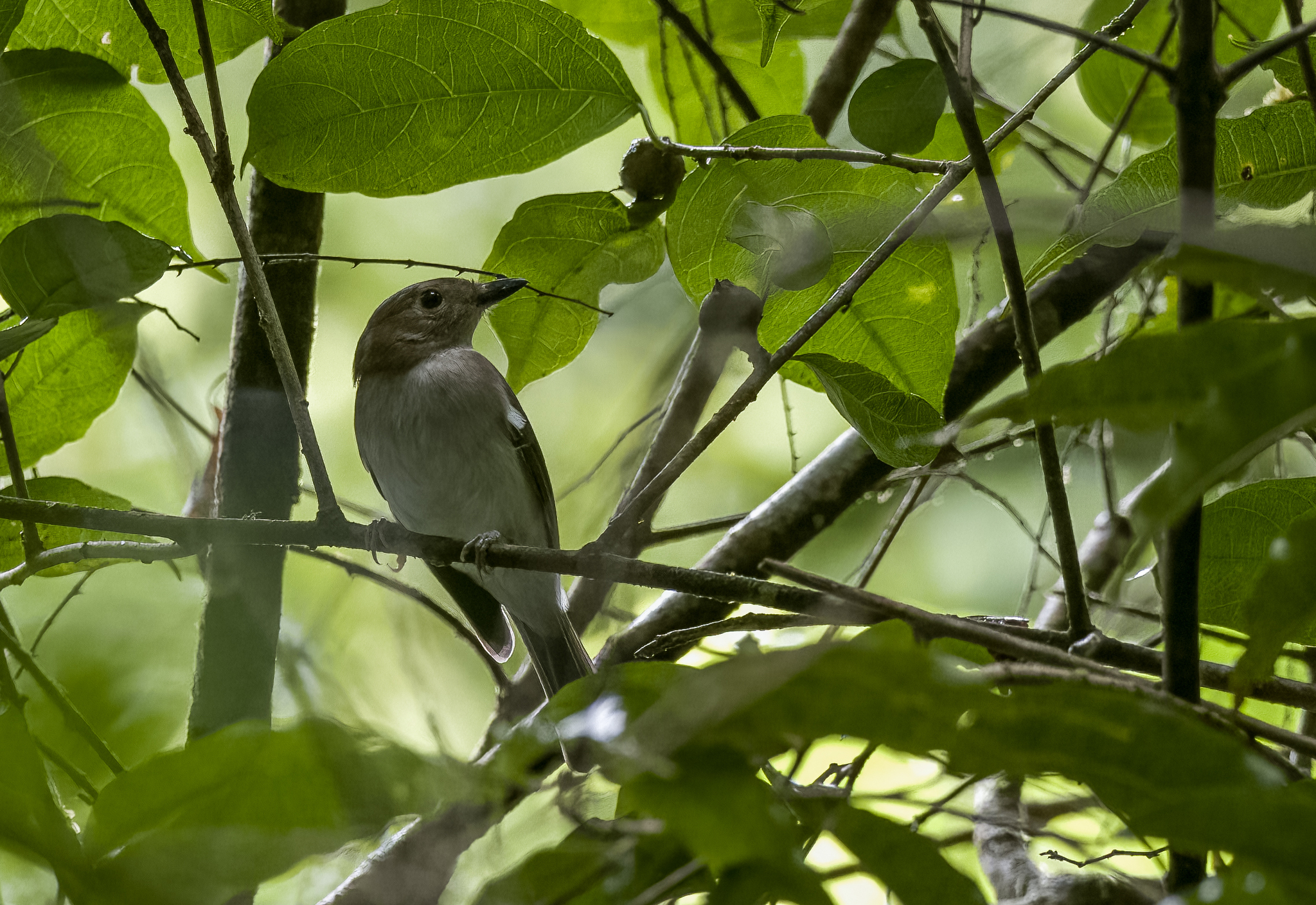 White-vented Whistler (Pachycephala homeyeri), photo 4