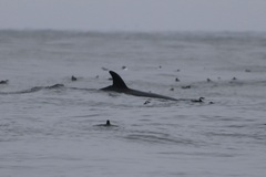 Balaenoptera acutorostrata