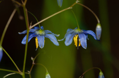 Hemerocallidoideae