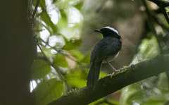 Copsychus superciliaris