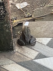 Hoplobatrachus tigerinus