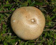 Agaricus