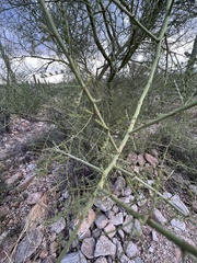 Parkinsonia