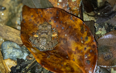 Platymantis dorsalis